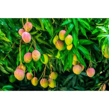Alphonso Mango Plants